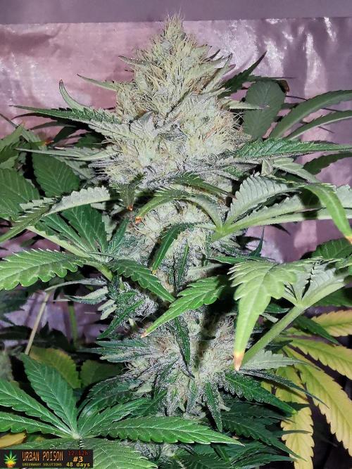 URBAN POISON, GreenWay Solutions.. Week 12 - 48d n3
