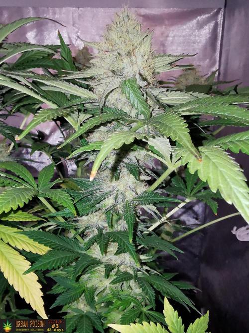 URBAN POISON, GreenWay Solutions.. Week 12 - 48d n3