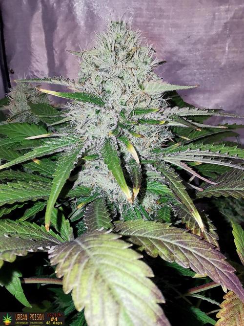URBAN POISON, GreenWay Solutions.. Week 12 - 48d n4