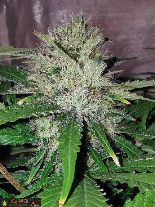 URBAN POISON, GreenWay Solutions.. Week 12 - 48d n5