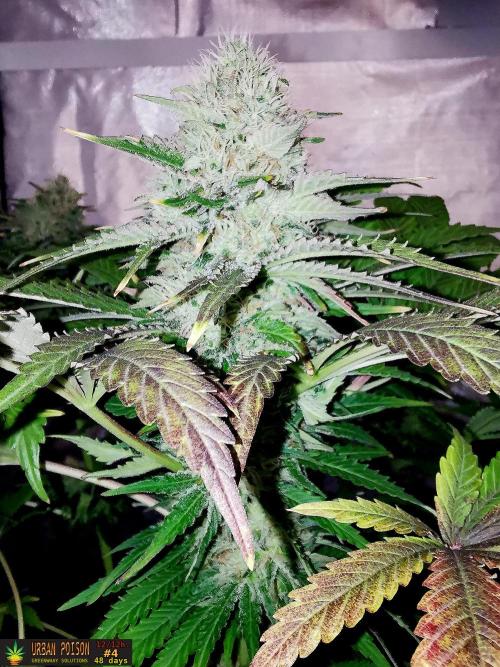URBAN POISON, GreenWay Solutions.. Week 12 - 48d n4