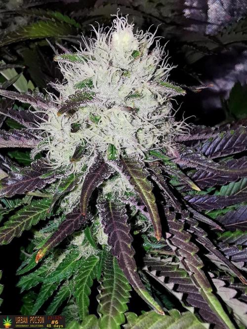 URBAN POISON, GreenWay Solutions.. Week 12 - 48d n6