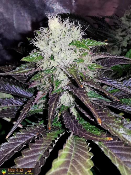 URBAN POISON, GreenWay Solutions.. Week 12 - 48d n6