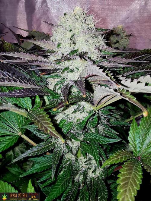 URBAN POISON, GreenWay Solutions.. Week 12 - 48d n6
