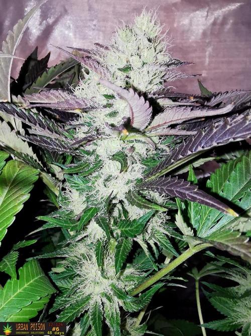 URBAN POISON, GreenWay Solutions.. Week 12 - 48d n6