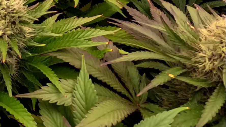 URBAN POISON, GreenWay Solutions.