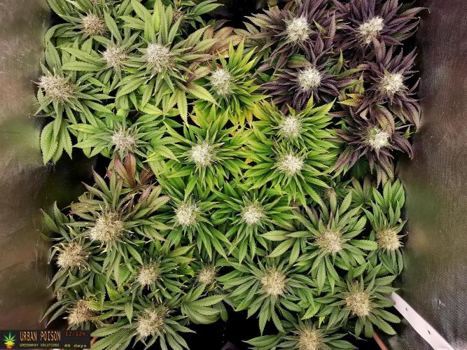 URBAN POISON, GreenWay Solutions.. Week 12 - 49 d