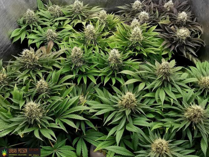 URBAN POISON, GreenWay Solutions.. Week 12 - 49 d