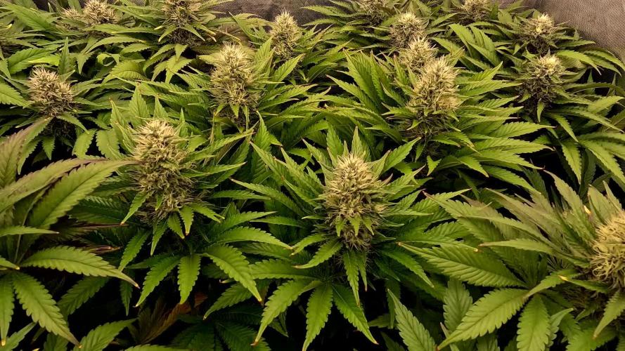 URBAN POISON, GreenWay Solutions.