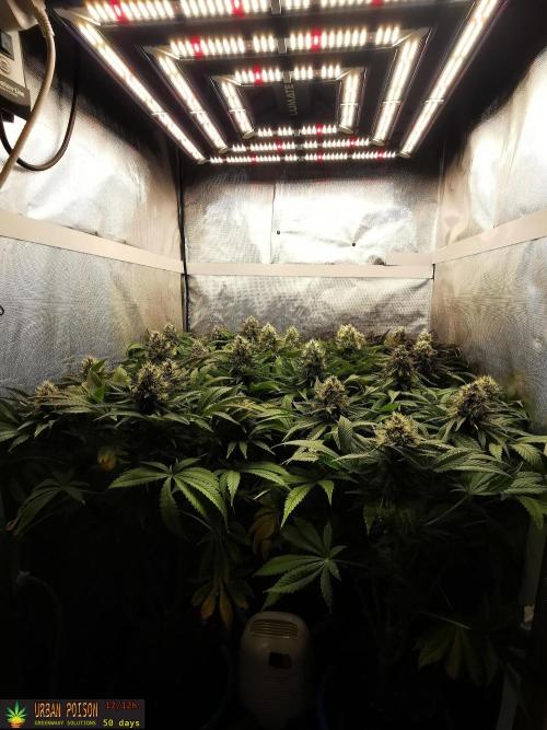 URBAN POISON, GreenWay Solutions.. Week 13 - 50D