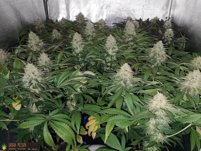 URBAN POISON, GreenWay Solutions.. Week 13 - 50D