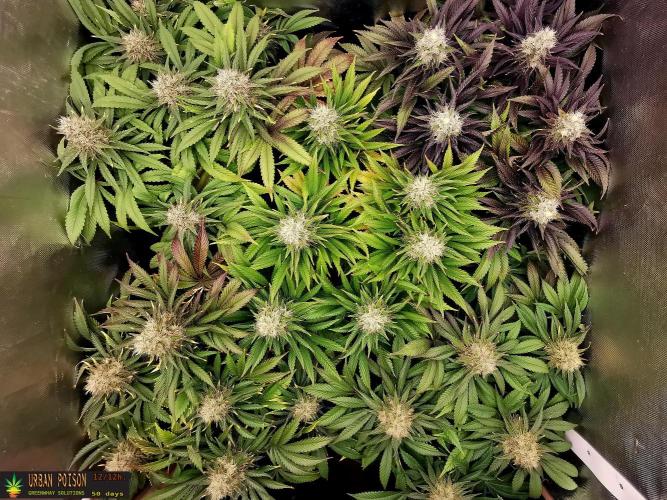 URBAN POISON, GreenWay Solutions.. Week 13 - 50D