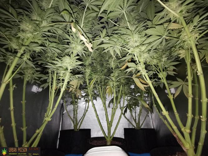 URBAN POISON, GreenWay Solutions.. Week 13 - 52d