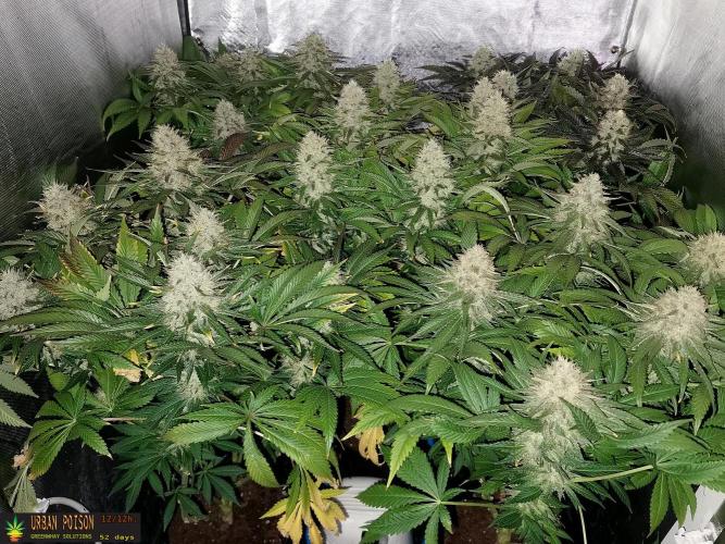 URBAN POISON, GreenWay Solutions.. Week 13 - 52d