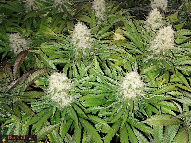 URBAN POISON, GreenWay Solutions.. Week 13 - 52D nº1