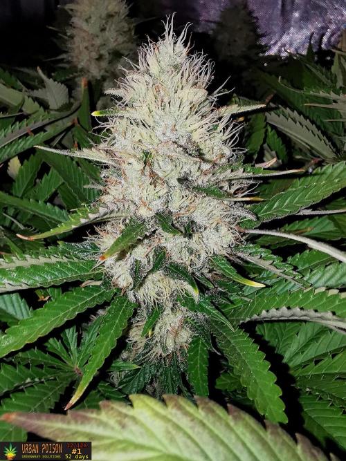 URBAN POISON, GreenWay Solutions.. Week 13 - 52D nº1