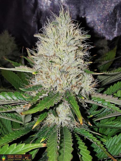 URBAN POISON, GreenWay Solutions.. Week 13 - 52D nº1