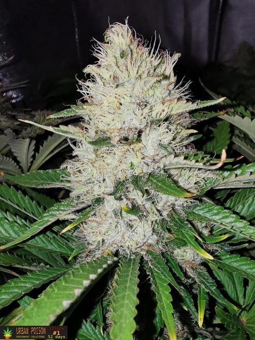 URBAN POISON, GreenWay Solutions.. Week 13 - 52D nº1