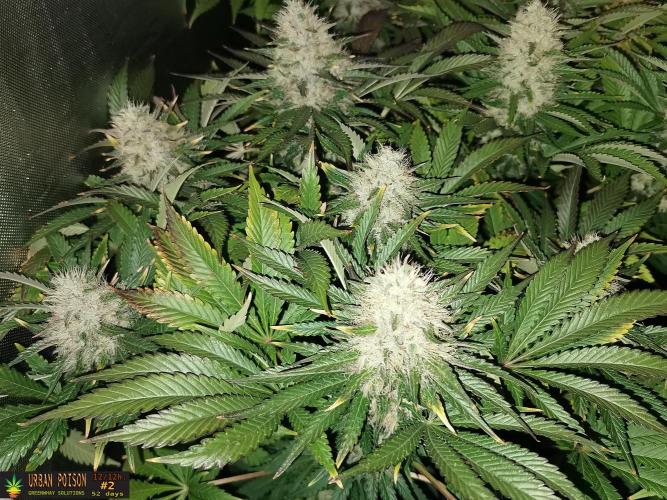 URBAN POISON, GreenWay Solutions.. Week 13 - 52D nº2