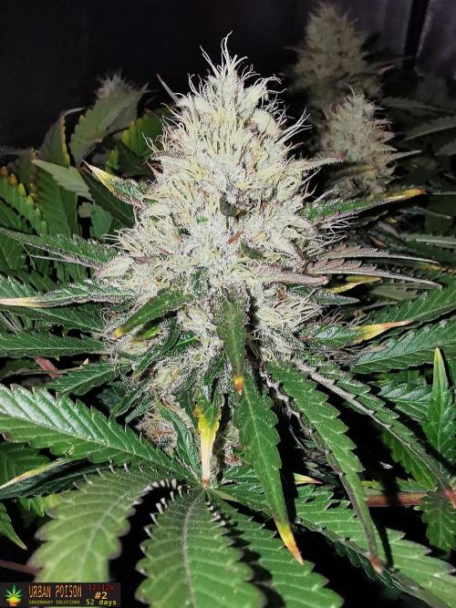 URBAN POISON, GreenWay Solutions.. Week 13 - 52D nº2