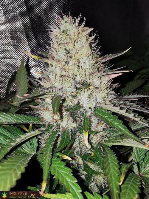 URBAN POISON, GreenWay Solutions.. Week 13 - 52D nº2