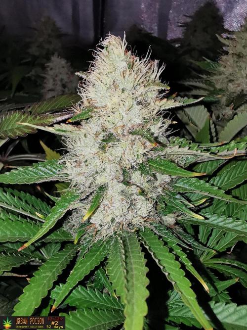 URBAN POISON, GreenWay Solutions.. Week 13 - 52D nº2