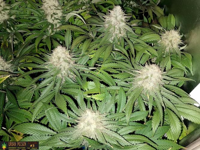 URBAN POISON, GreenWay Solutions.. Week 13 - 52D nº3