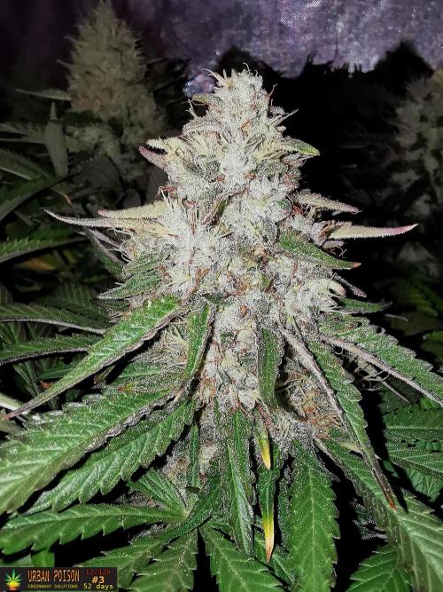 URBAN POISON, GreenWay Solutions.. Week 13 - 52D nº3