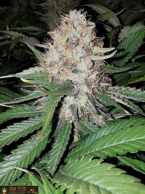 URBAN POISON, GreenWay Solutions.. Week 13 - 52D nº3