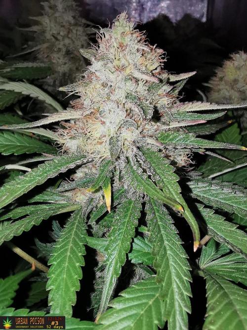 URBAN POISON, GreenWay Solutions.. Week 13 - 52D nº3