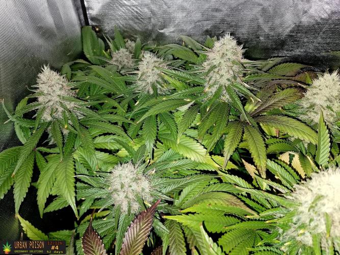 URBAN POISON, GreenWay Solutions.. Week 13 - 52D nº4