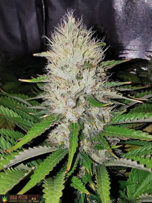 URBAN POISON, GreenWay Solutions.. Week 13 - 52D nº4