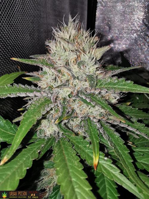 URBAN POISON, GreenWay Solutions.. Week 13 - 52D nº4