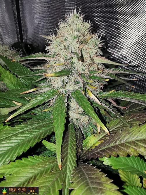 URBAN POISON, GreenWay Solutions.. Week 13 - 52D nº4