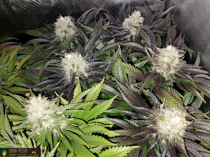 URBAN POISON, GreenWay Solutions.. Week 13 - 52D nº6