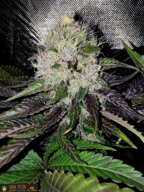 URBAN POISON, GreenWay Solutions.. Week 13 - 52D nº6