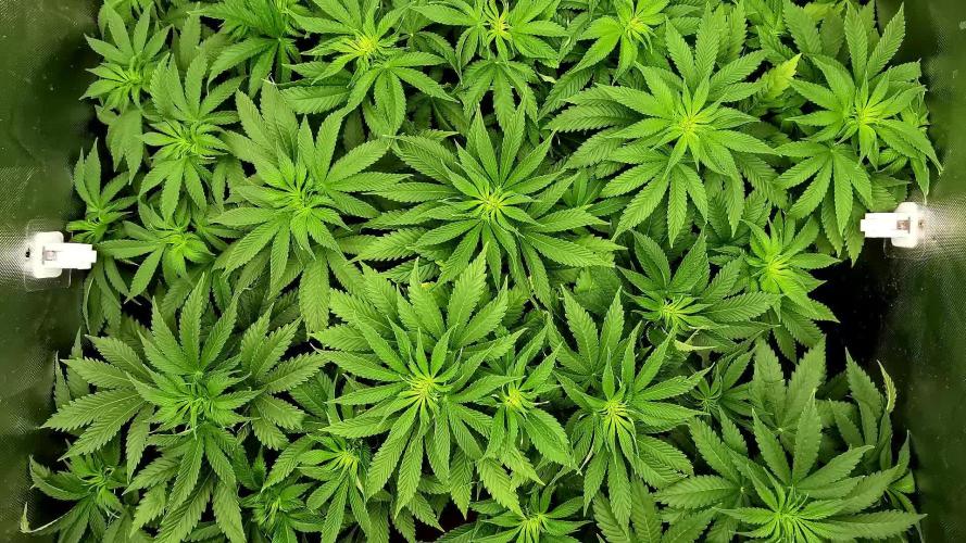 URBAN POISON, GreenWay Solutions.