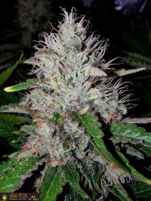 URBAN POISON, GreenWay Solutions.. Week 13 - 54d n1
