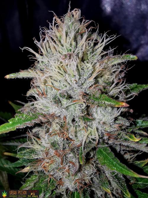 URBAN POISON, GreenWay Solutions.. Week 13 - 54d n1