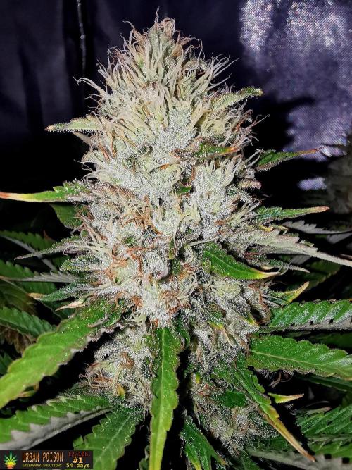 URBAN POISON, GreenWay Solutions.. Week 13 - 54d n1