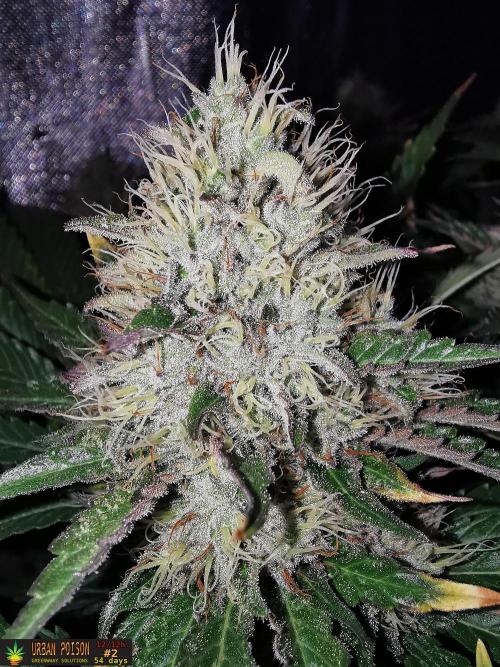URBAN POISON, GreenWay Solutions.. Week 13 - 54d n2