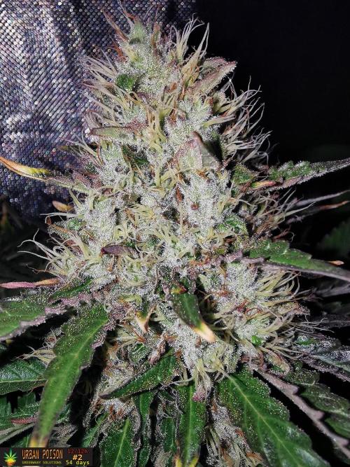 URBAN POISON, GreenWay Solutions.. Week 13 - 54d n2