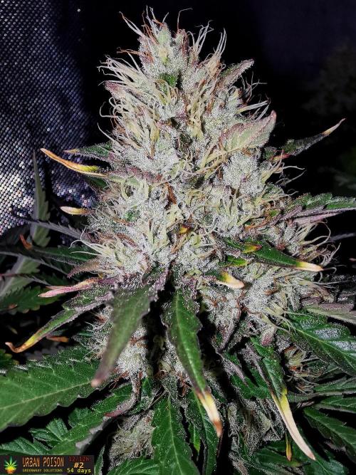 URBAN POISON, GreenWay Solutions.. Week 13 - 54d n2