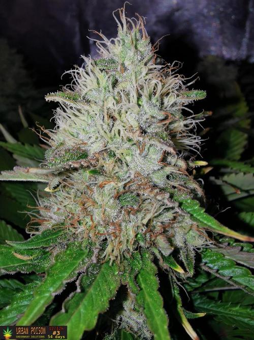 URBAN POISON, GreenWay Solutions.. Week 13 - 54d n3