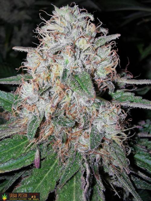 URBAN POISON, GreenWay Solutions.. Week 13 - 54d n3