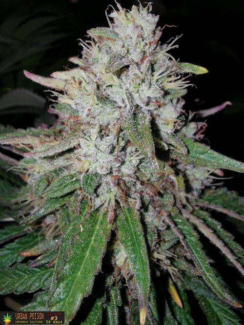 URBAN POISON, GreenWay Solutions.. Week 13 - 54d n3