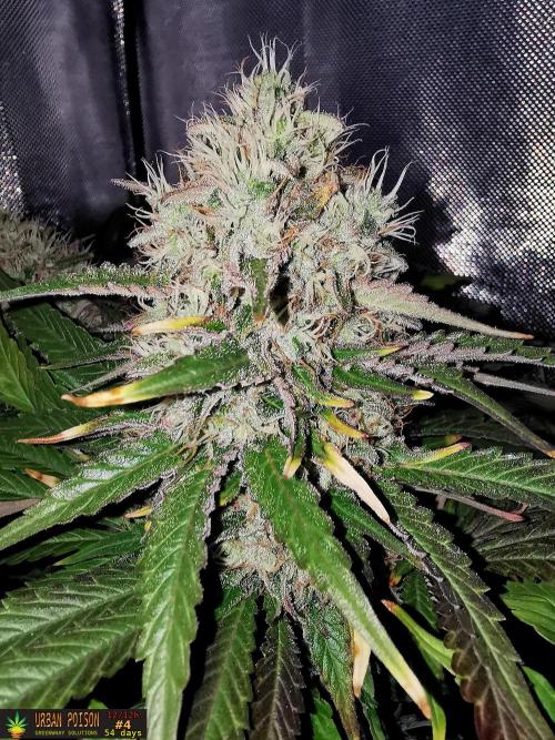 URBAN POISON, GreenWay Solutions.. Week 13 - 54d n4