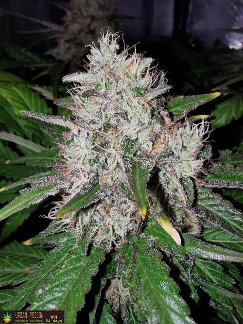 URBAN POISON, GreenWay Solutions.. Week 13 - 54d n4