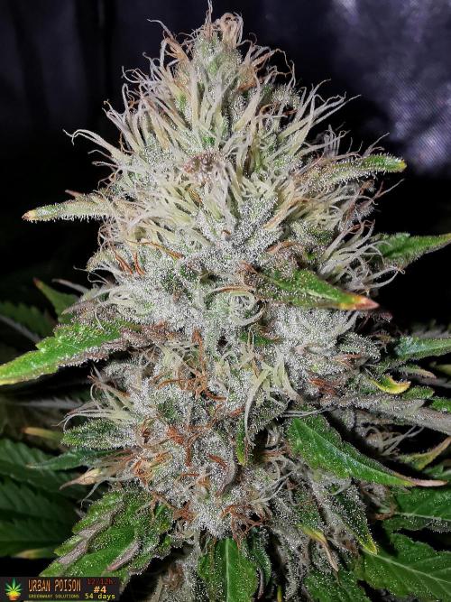URBAN POISON, GreenWay Solutions.. Week 13 - 54d n4
