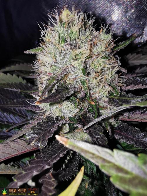 URBAN POISON, GreenWay Solutions.. Week 13 - 54d n6